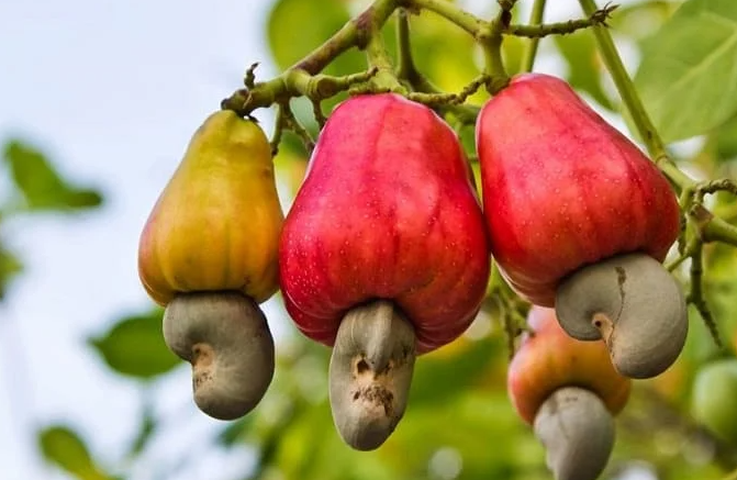 cashew nuts