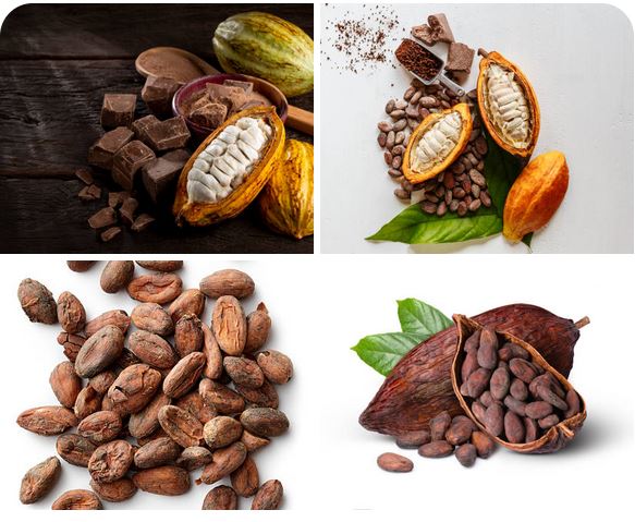 cocoa beans importane